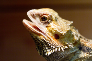 Pet lizard keep your pets safe this summer pep and pup