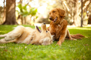 Playing with dogs outside in sun keep your pets safe this summer pep and pup