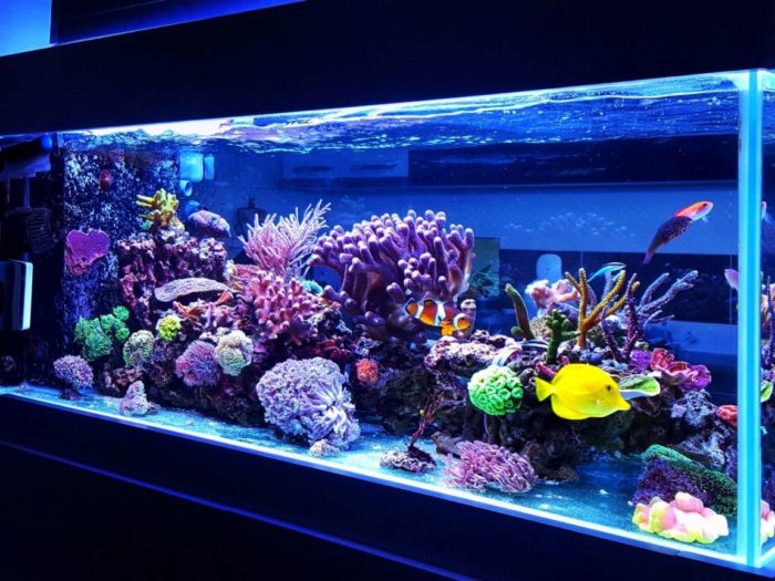 home aquarium with plants