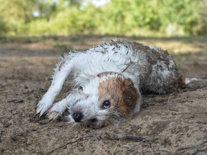 puppy making a mess in the mud