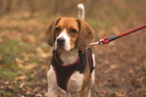 beagle in dog harness