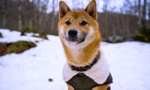 A shiba dog in a parka in the snow