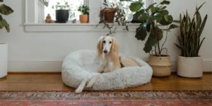 Skinny large dog in a plush donut nest dogs bed in an opulent living room