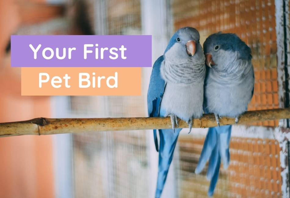Should You Get a Parrot? What You Need to Know First