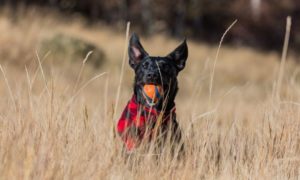 a dog wearing a checked coat in a wheat field with a chuckit ball in its mouth
