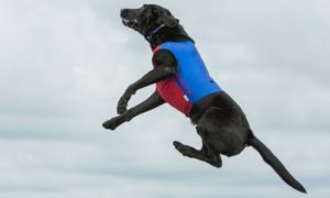 a leaping black dog in a cooling coat