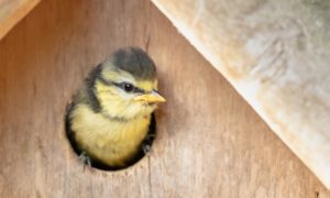 a yellow pet bird canary sticking its head through a bird box