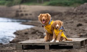 two dogs in matching yellow rain coats on the seashore