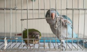 two pet bird budgies in a cage one is green one is blue