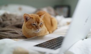 A cat glaring at a laptop screen with expensive vet bills