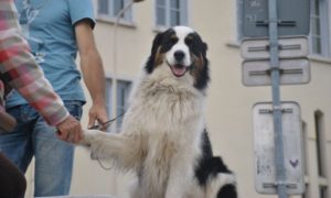 A dog shaking hands and looking happy