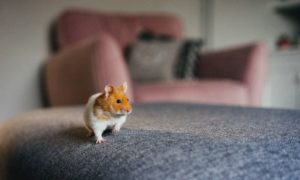 a hamster, one of the best small pets, looking tiny on a sofa