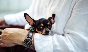 A tiny dog waiting patiently by its owner's wristwatch