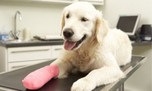 Dog recovering from emergency surgery at a vancouver vet hospital
