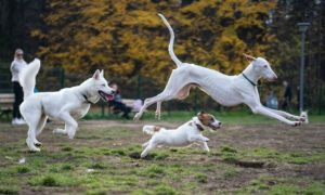 Small, medium, and large white dogs running across the park