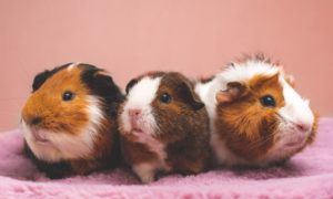Three small pets: guinnea pigs in a row on a pink surface