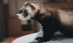 a household ferret on a sofa