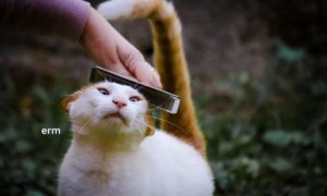 cat being brushed as part of spring cleaning for pets 