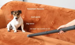 a pet dog on the sofa while its owner vacuums for spring cleaning