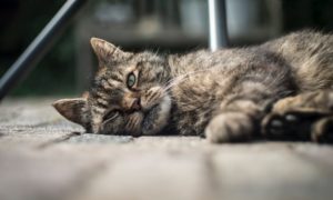 sick pet cat with symptoms of lethargy