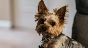 A Yorkshire terrier sitting on a chair