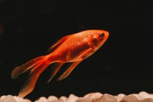 A basic low-maintenance goldfish in a dark tank with pebbles