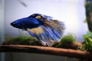 A blue betta or Siamese fighter fish with a white tail