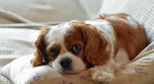 A cavalier king charles spaniel curled up on the sofa