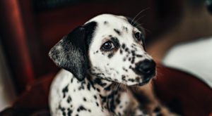 A dalmatian puppy, one of the cutest dogs in the world