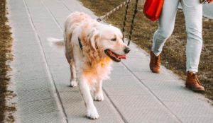 A person walking their golden retriever dog on the sidewalk