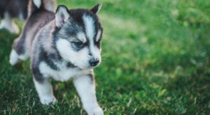 A siberian husky puppy dog looking cute on the grass in Vancouver Canada