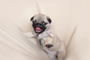 A silly pet pug puppy looking happy sinking into a soft surface