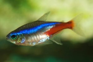 Basic neon tetra fish
