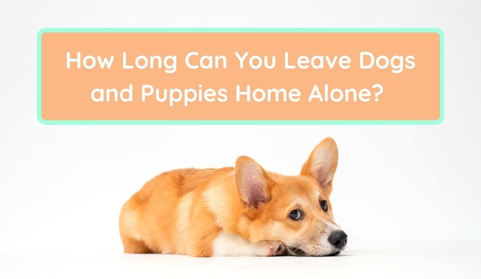 how long can new puppies be left alone