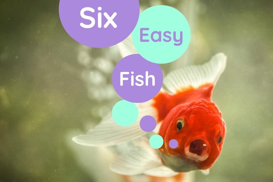 6 Easy Fish Tank Care and Maintenance Tips for Beginners - PetHelpful