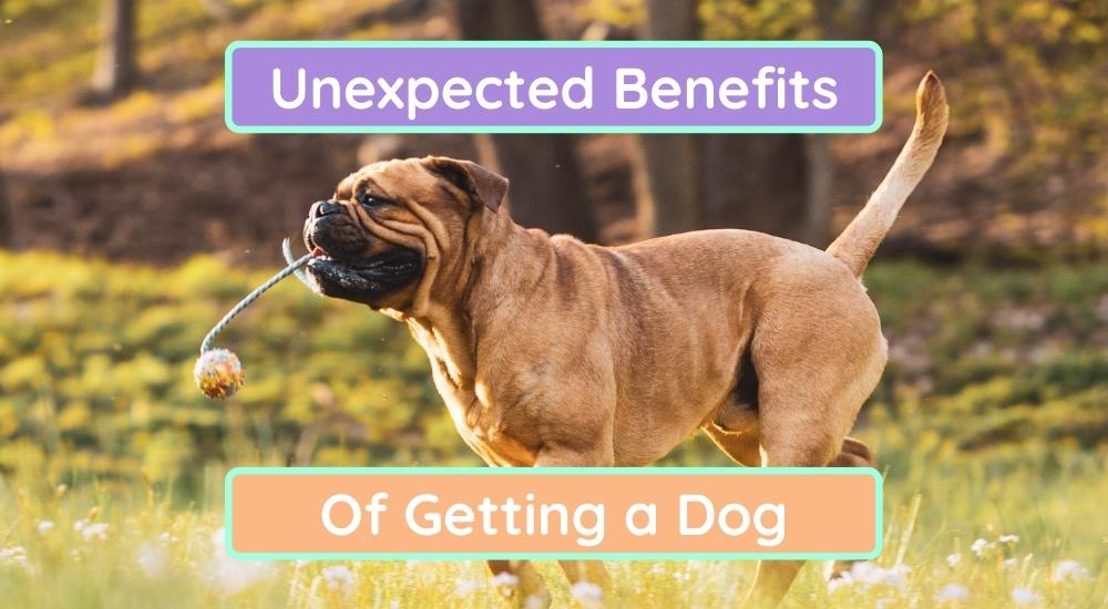 what is the benefit of getting a dog