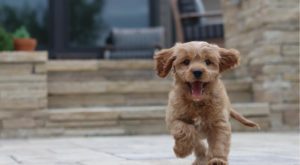 a Cavapoo running across a garden patio looking happy with his tongue out proving he's one of the cutest dogs in the world