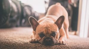 a French bulldog crouched on the carpet with his cute butt in the air