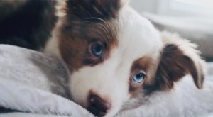 an Australian shepherd puppy with bright blue eyes on a bed