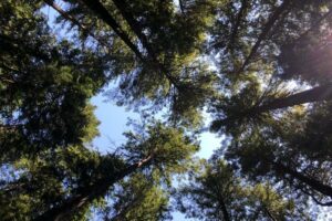 Pacific Spirit Park for dog walks in Vancouver under tall trees