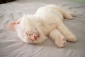 A sleeping kitten dreaming and making weird cat noises