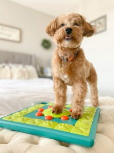 best puzzle feeders for dogs