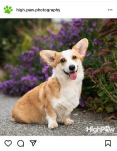 photo of a corgie from high paw photography
