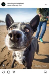 photo of a dog on a beach from rambling hound photography