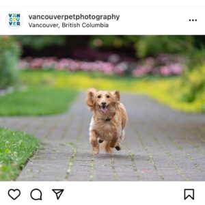 photo of a dog from vancouver pet photography
