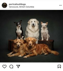 portrait of 5 dogs shot by jane thompson photography