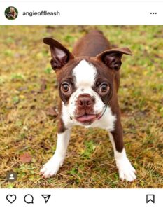 image of a boston terrier, as shot by off leash photographers, some of the best pet photography in the business