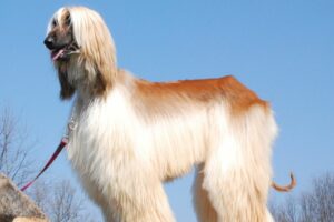 afghan hound - no shed dogs