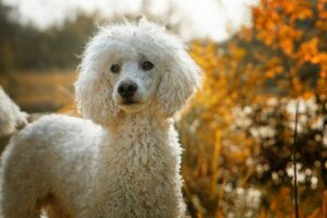 poodle - no shed dogs
