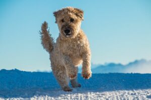 soft coated wheaten terrier - no shed dogs